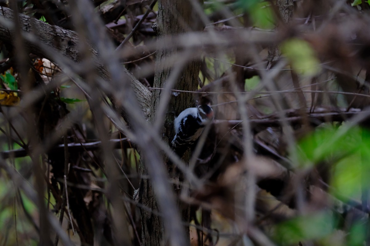 Downy Woodpecker - ML646893571