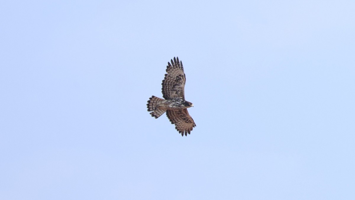 Ayres's Hawk-Eagle - ML646893572