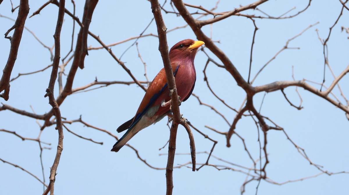 Broad-billed Roller (African) - ML646893578