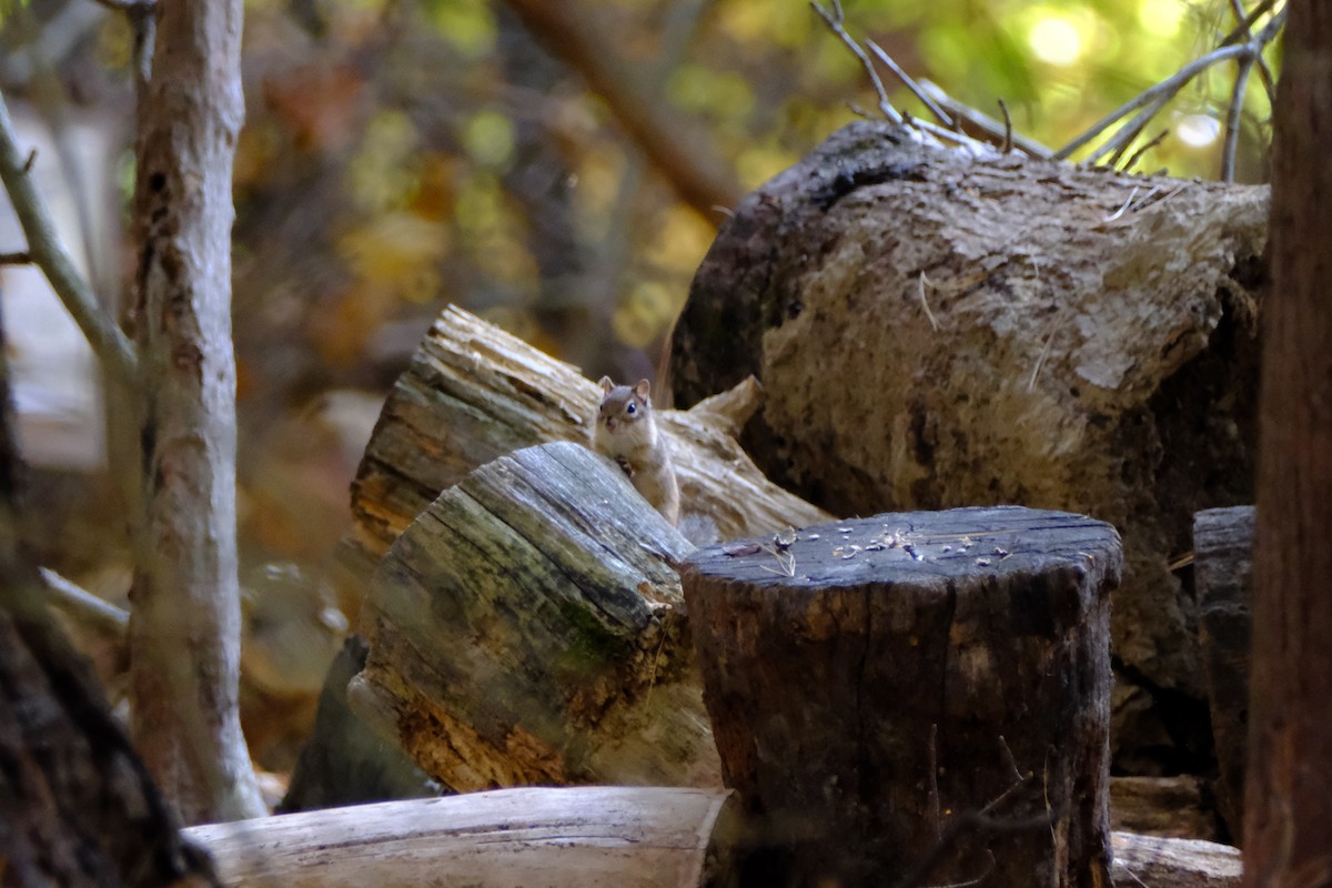 Mammals - ML646893579