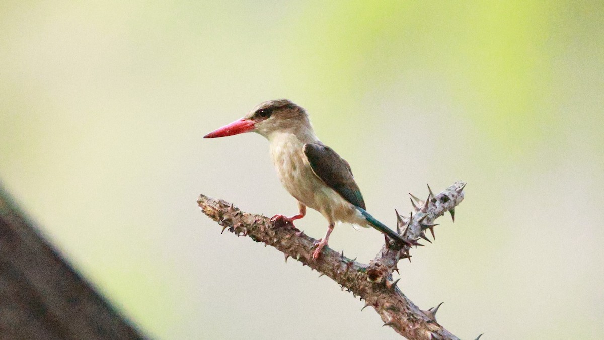 Brown-hooded Kingfisher - ML646893580