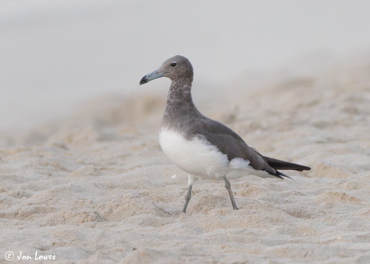 Kaio lepokoduna - ML646893581