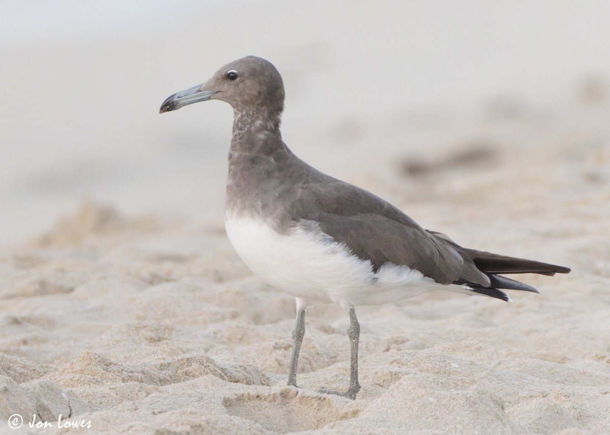 Kaio lepokoduna - ML646893582