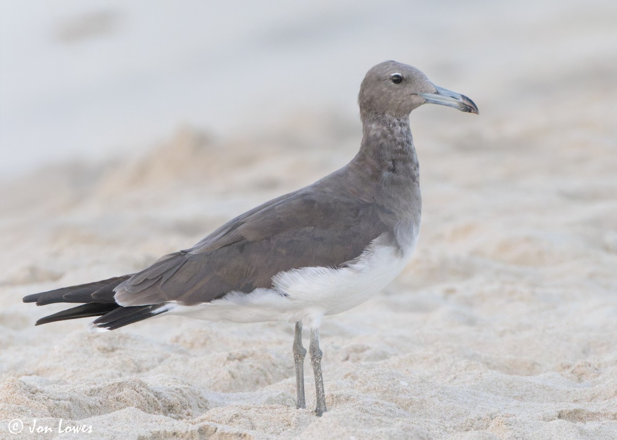 Kaio lepokoduna - ML646893585