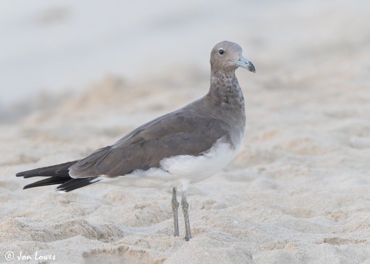 Kaio lepokoduna - ML646893586