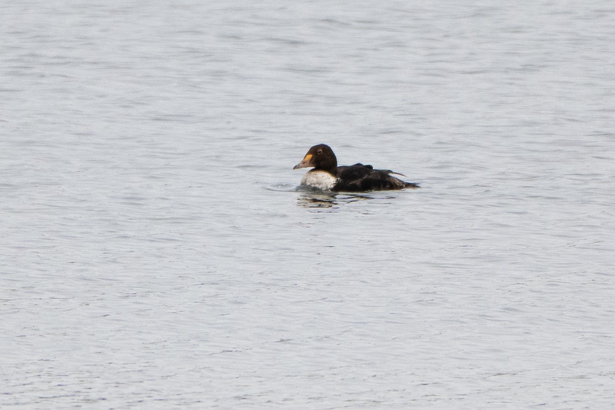 King Eider - ML646893587