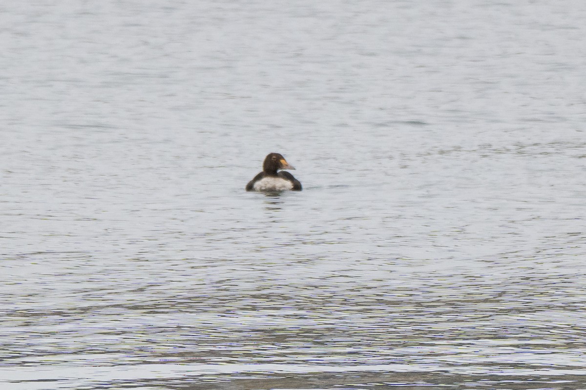 King Eider - ML646893588