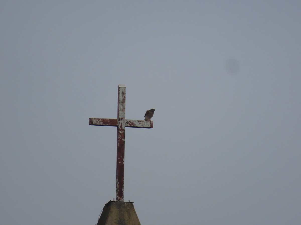 Roadside Hawk - ML646893593