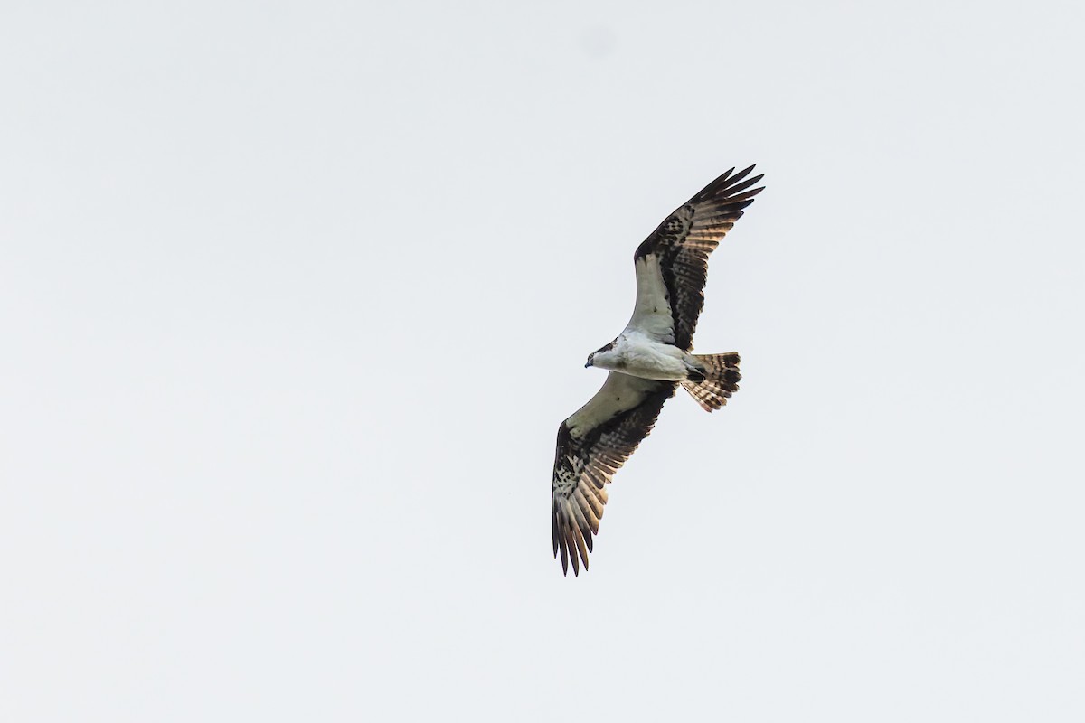 Arrano arrantzalea - ML646893594