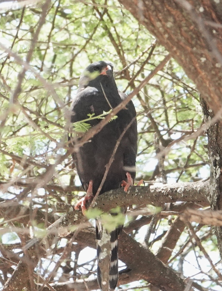 Gabar Goshawk - ML646893595