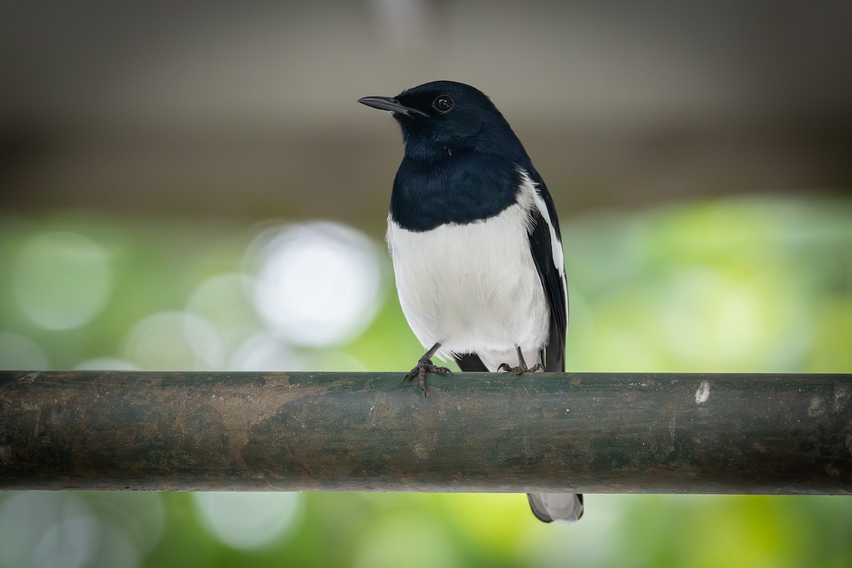 Oriental Magpie-Robin (Oriental) - ML646893596