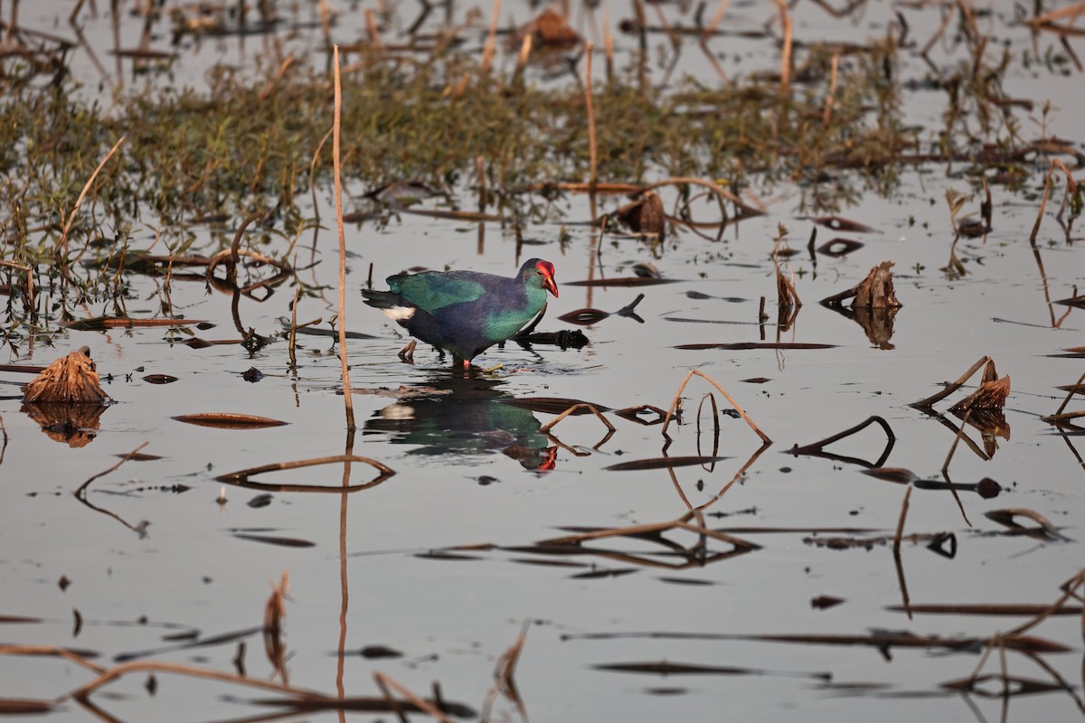 Uroilo urdin burugrisa - ML646893597