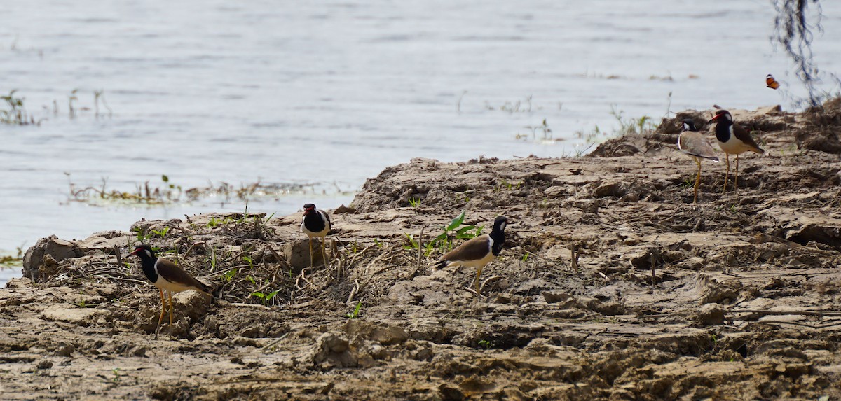 Hegabera musugorria - ML646893599