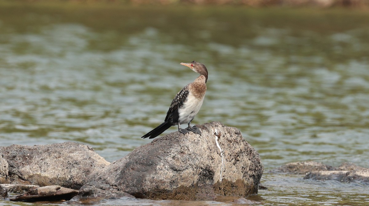 Ubarroi buztanluzea - ML646893600