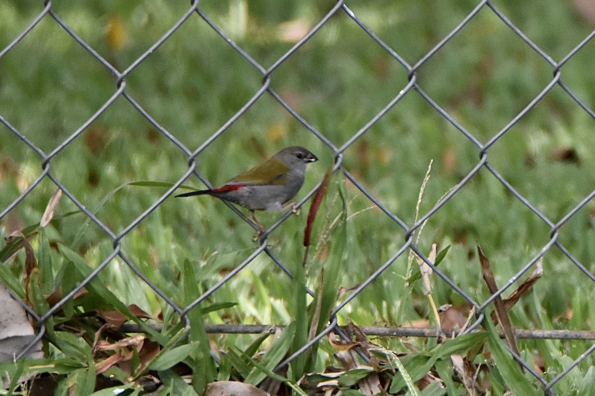 Red-browed Firetail - ML646893601