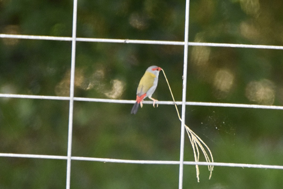 Red-browed Firetail - ML646893602