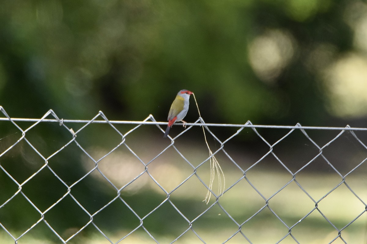 Red-browed Firetail - ML646893603