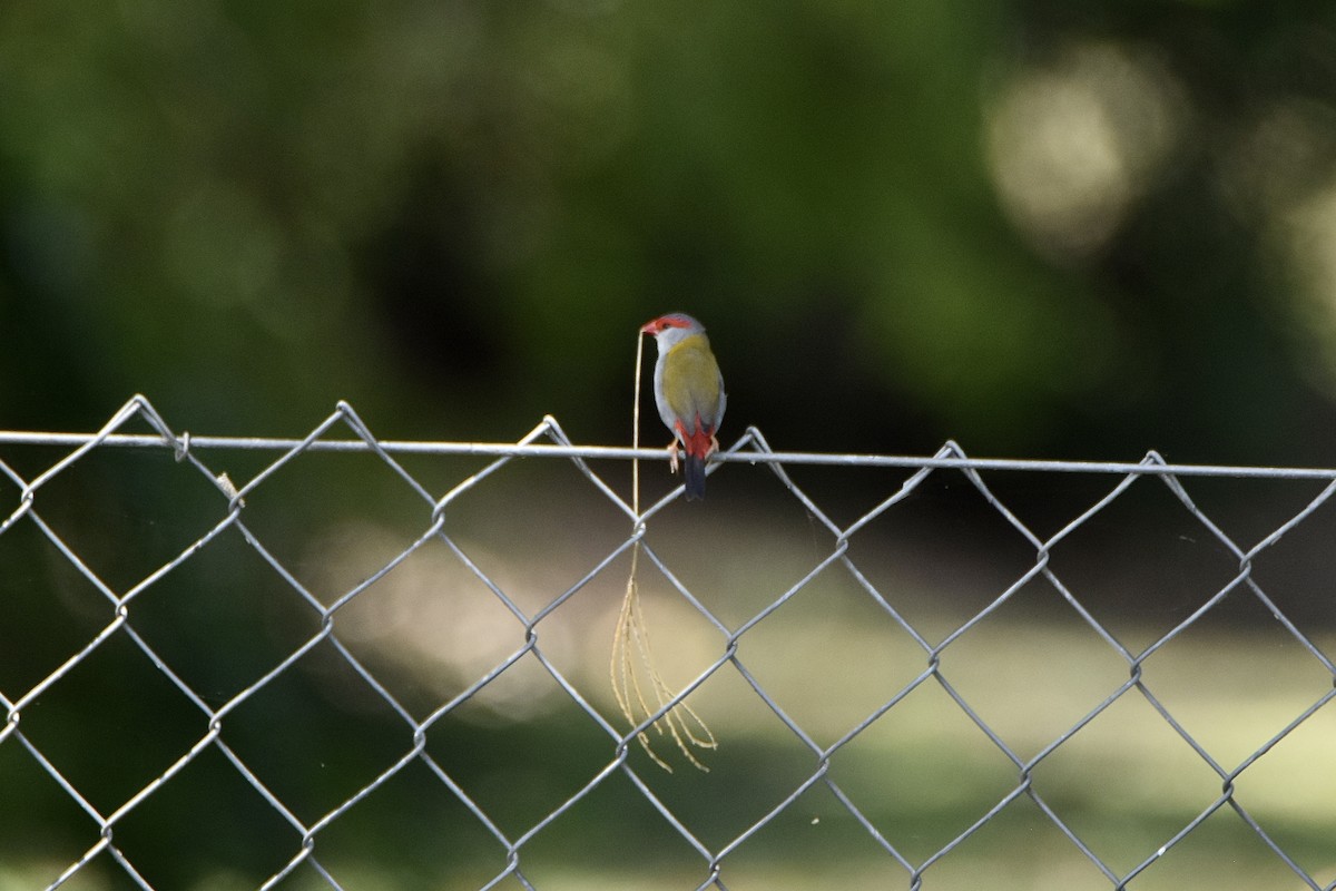 Red-browed Firetail - ML646893604