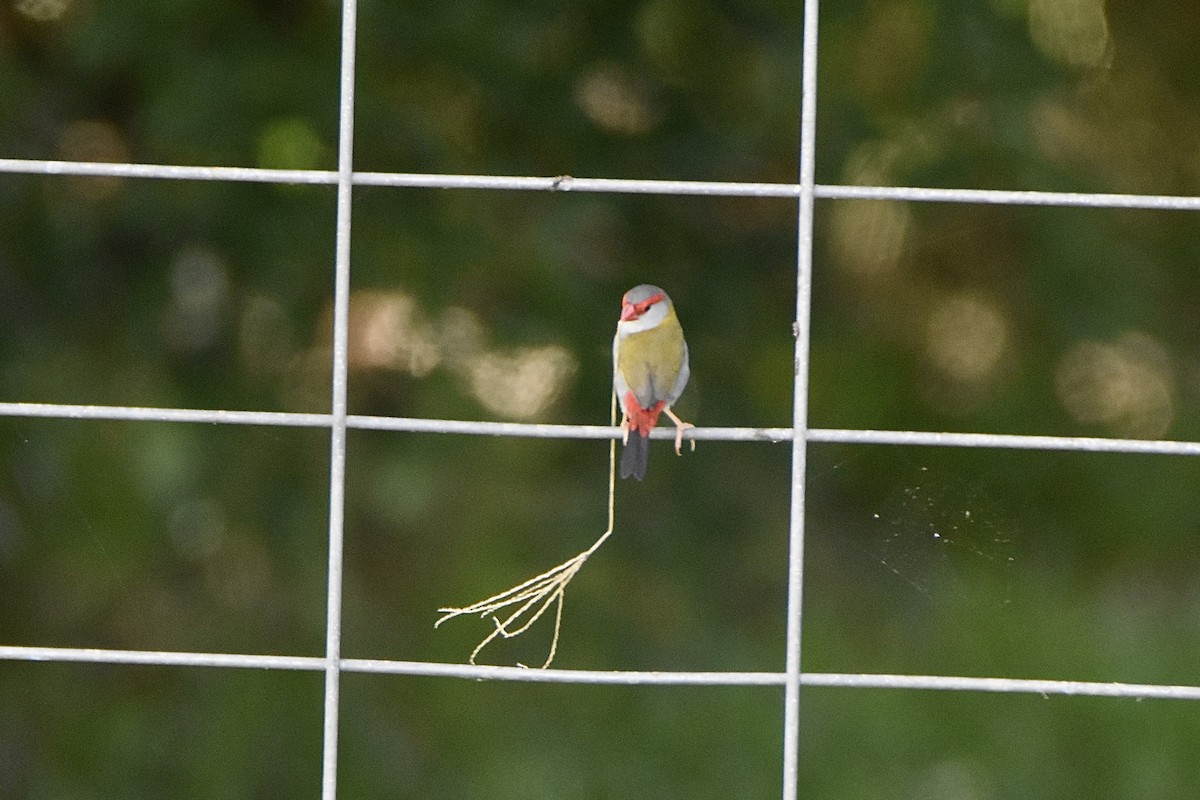 Red-browed Firetail - ML646893605