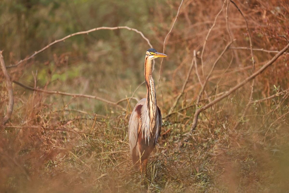 Koartza gorria - ML646893607