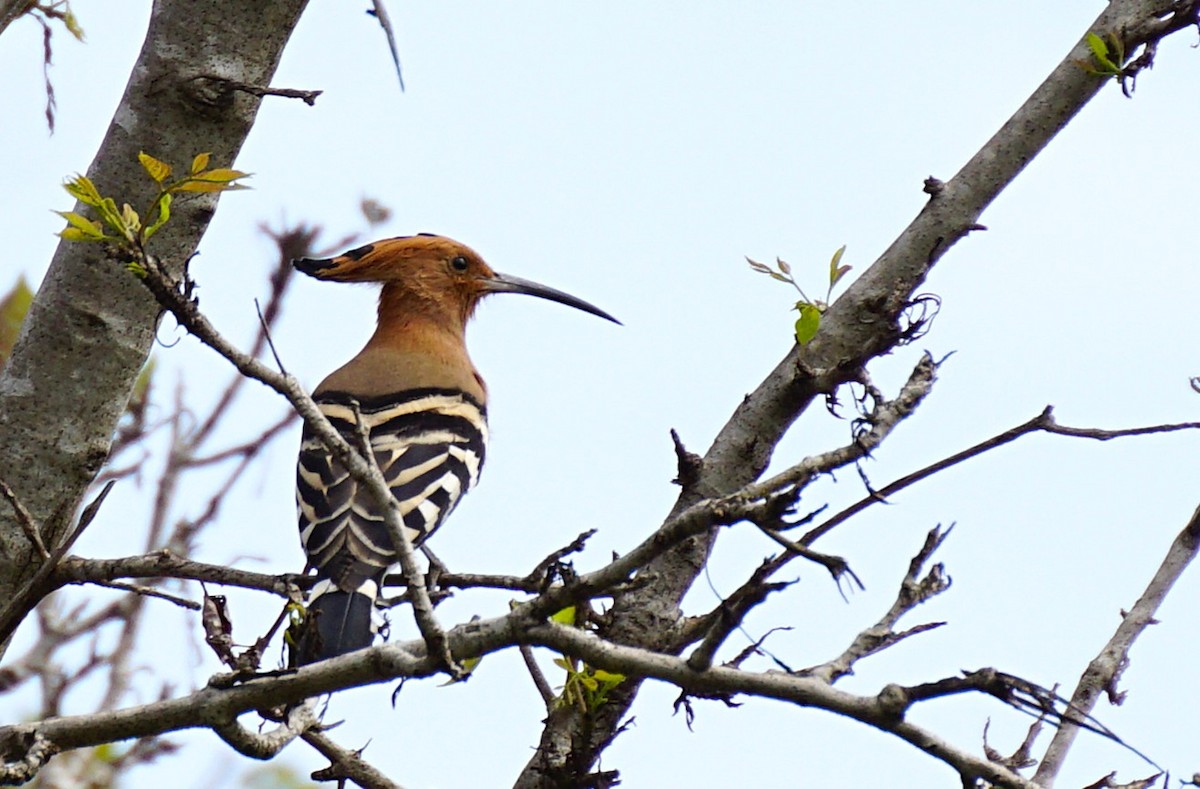 Haitz-usoa (etxekoa) - ML646893608