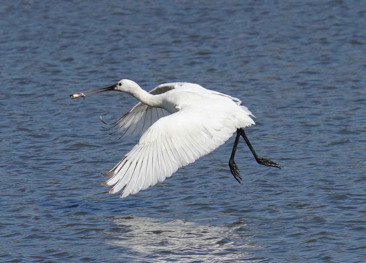 Eurasian Spoonbill - ML646893610