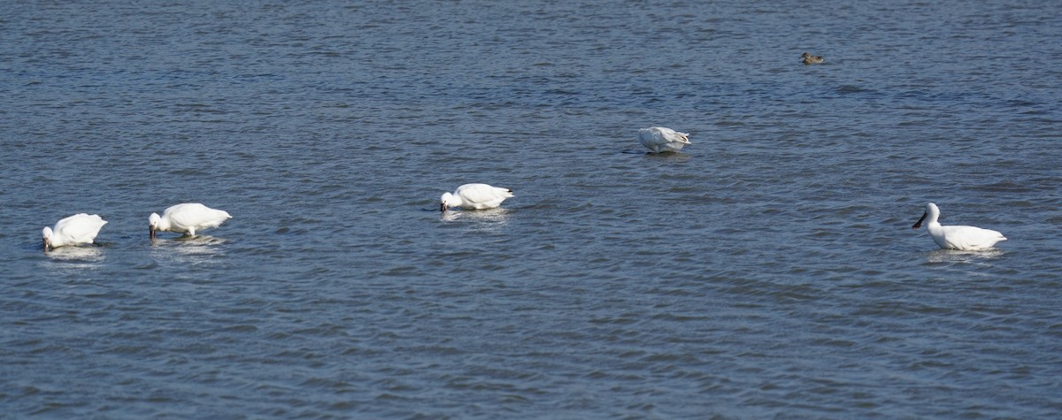 Eurasian Spoonbill - ML646893612