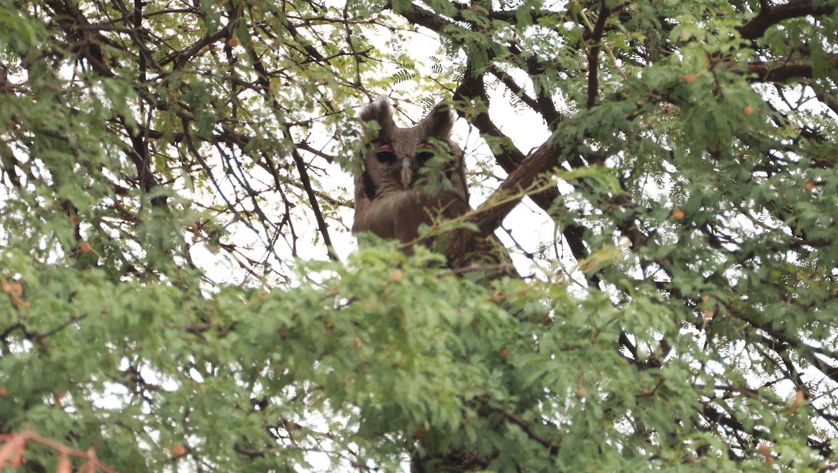 Verreaux's Eagle-Owl - ML646893614