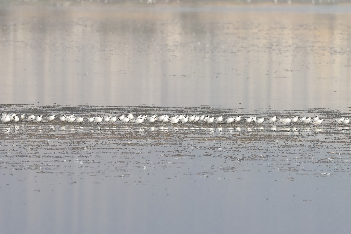 Txenada hankabeltza - ML646893615