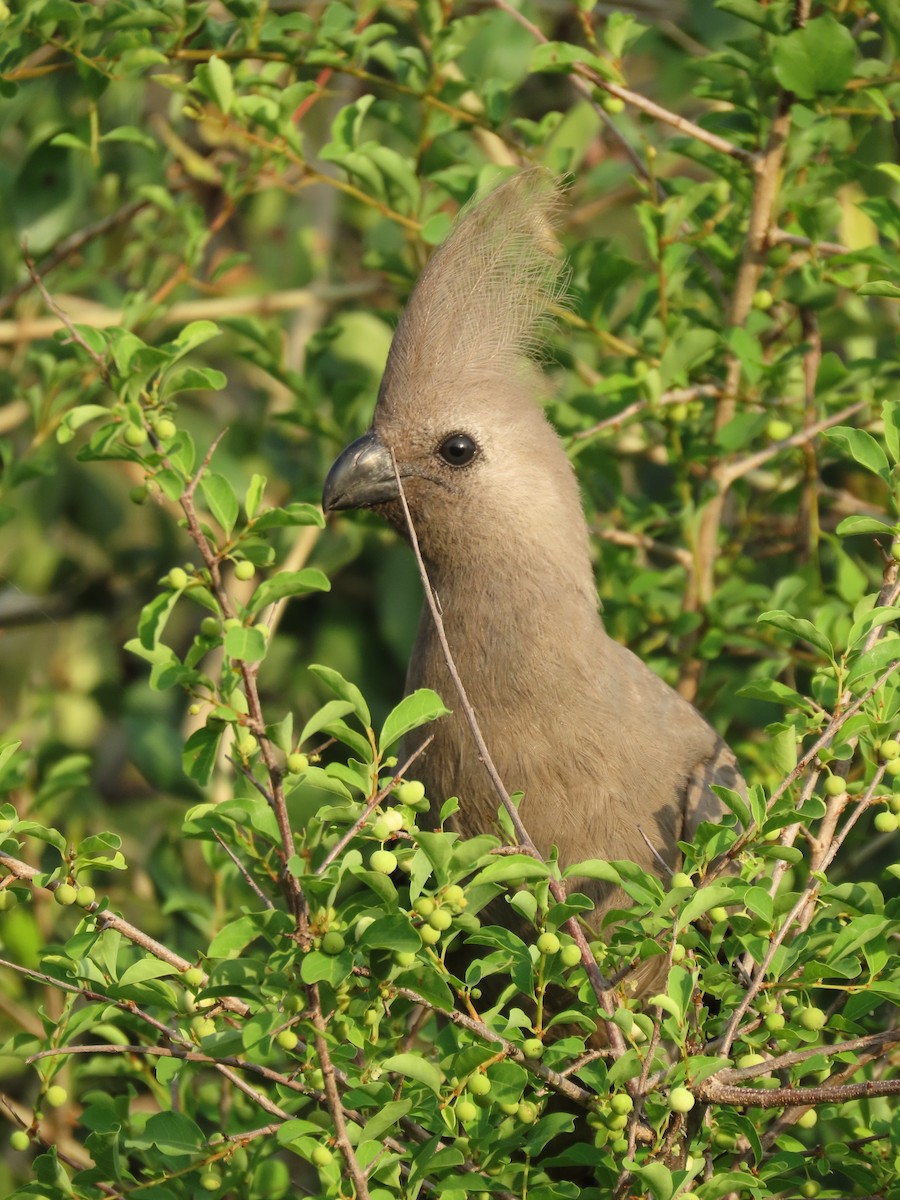 Gray Go-away-bird - ML646893616