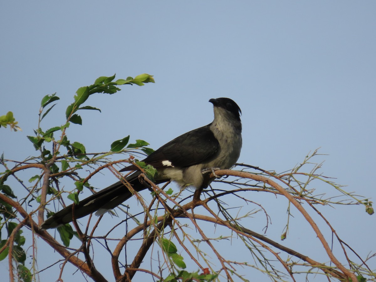 Pied Cuckoo - ML646893617