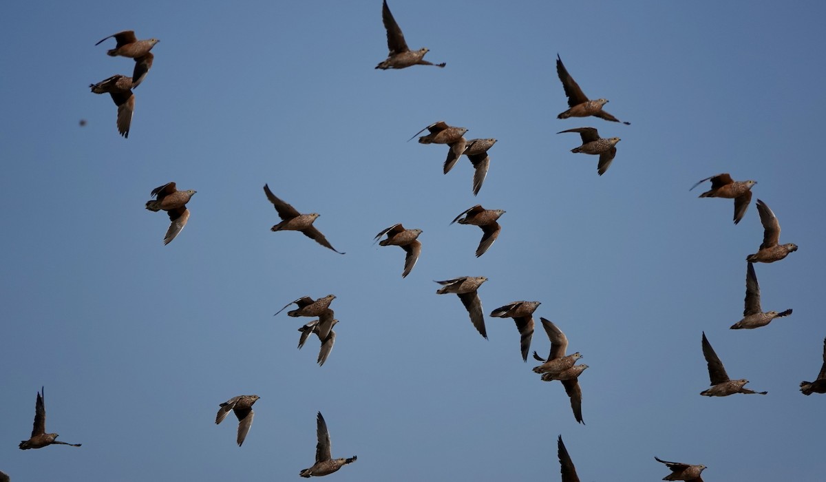 Burchell ganga - ML646893618