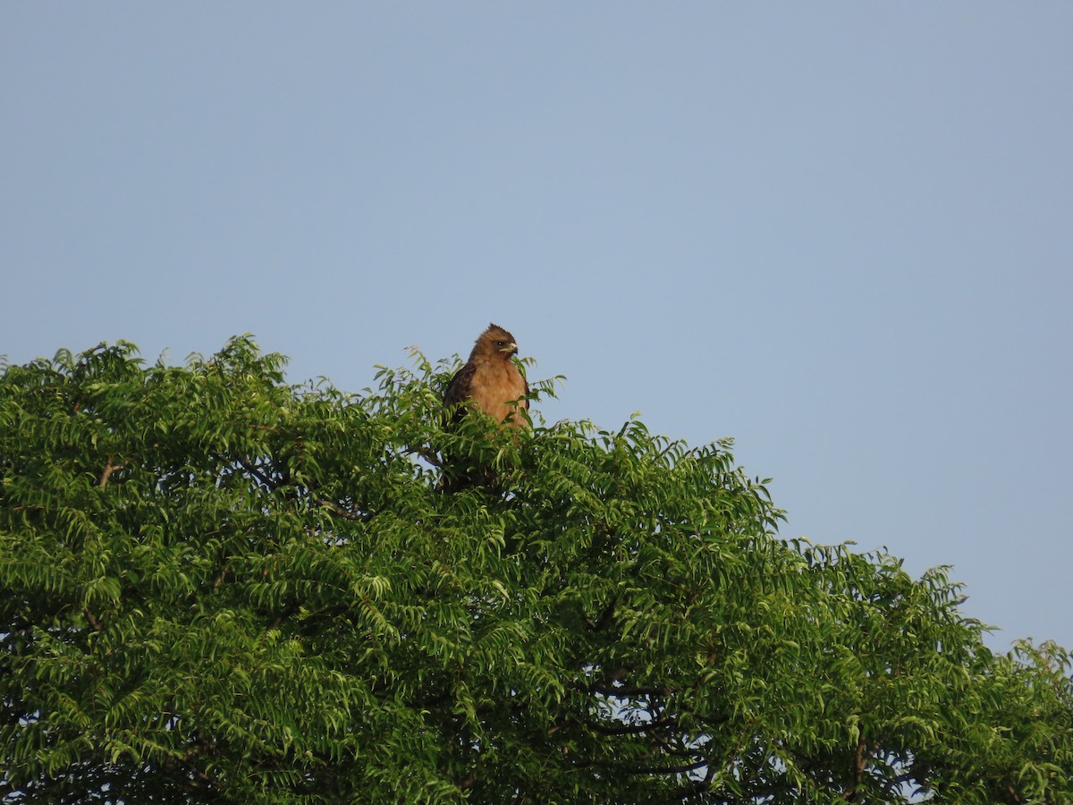 Wahlberg's Eagle - ML646893619