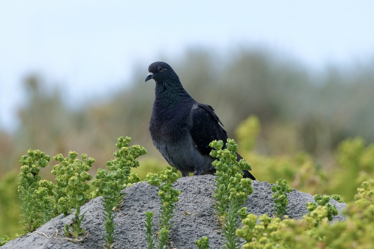 Haitz-usoa (etxekoa) - ML646893620