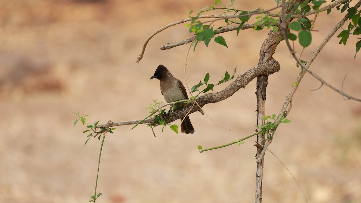Common Bulbul (Dark-capped) - ML646893621