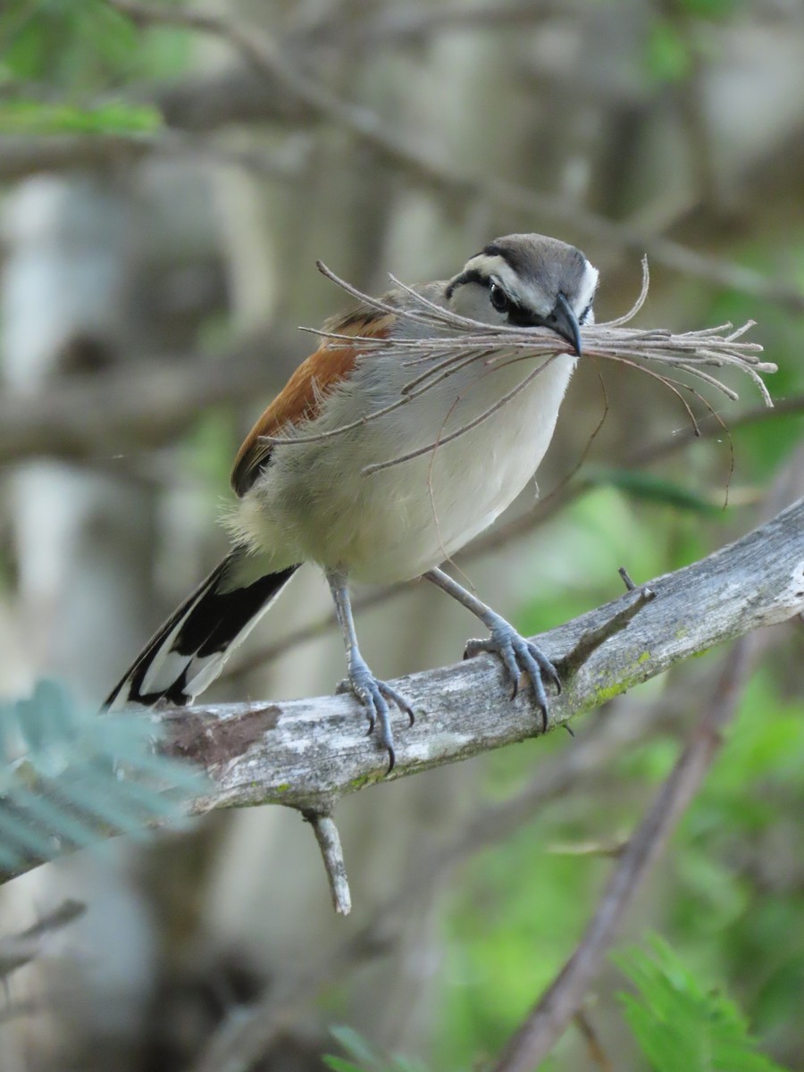 Brown-crowned Tchagra - ML646893623