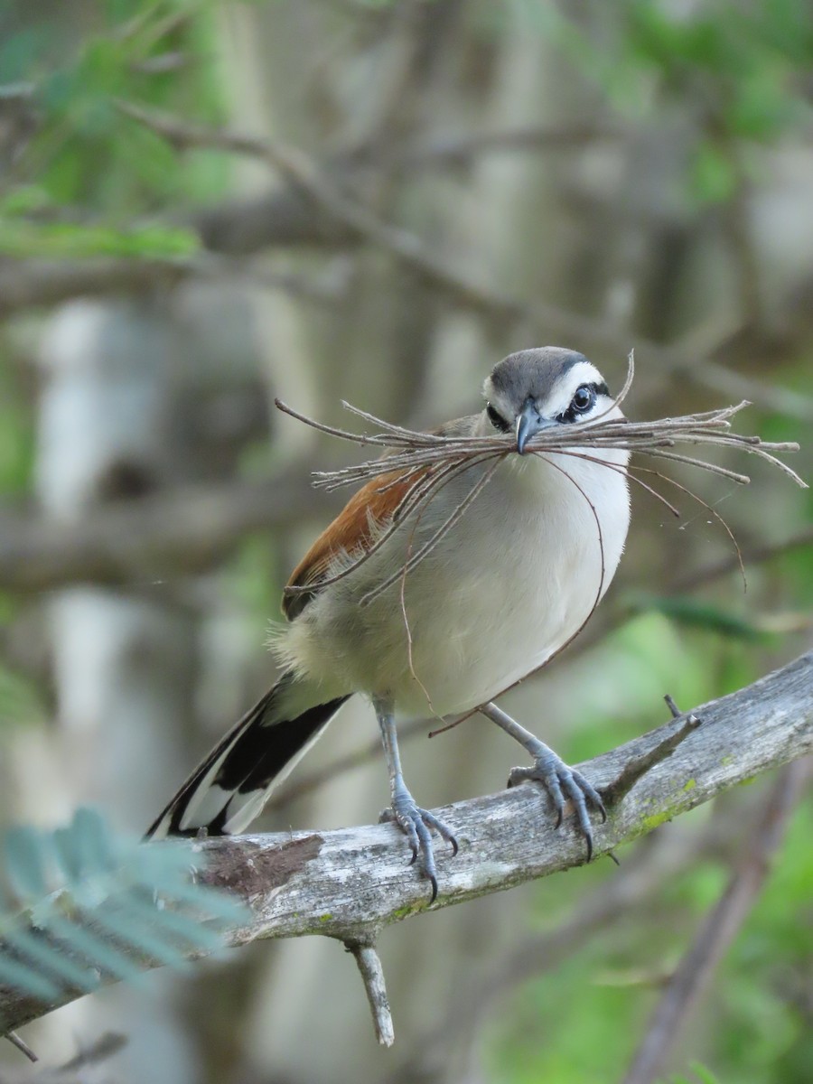 Brown-crowned Tchagra - ML646893624