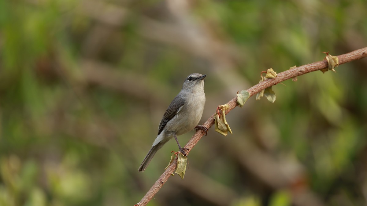 Ashy Flycatcher - ML646893625
