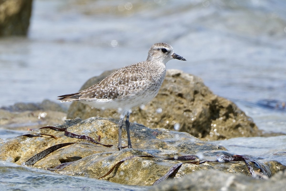 Black-bellied Plover - ML646893628