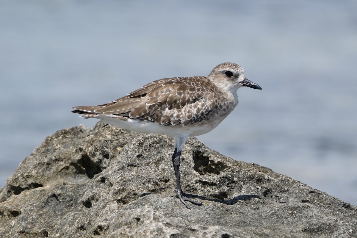 Black-bellied Plover - ML646893629