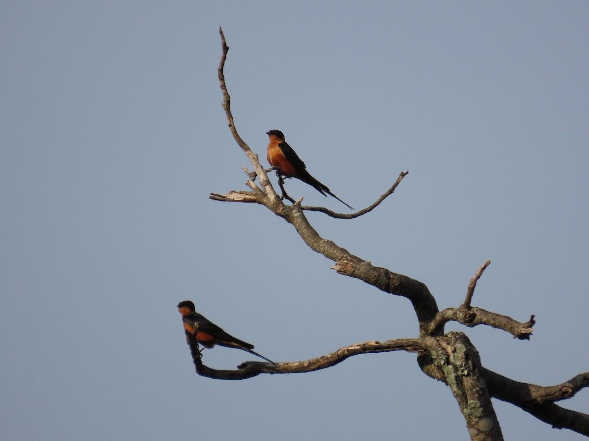 Rufous-chested Swallow - ML646893630