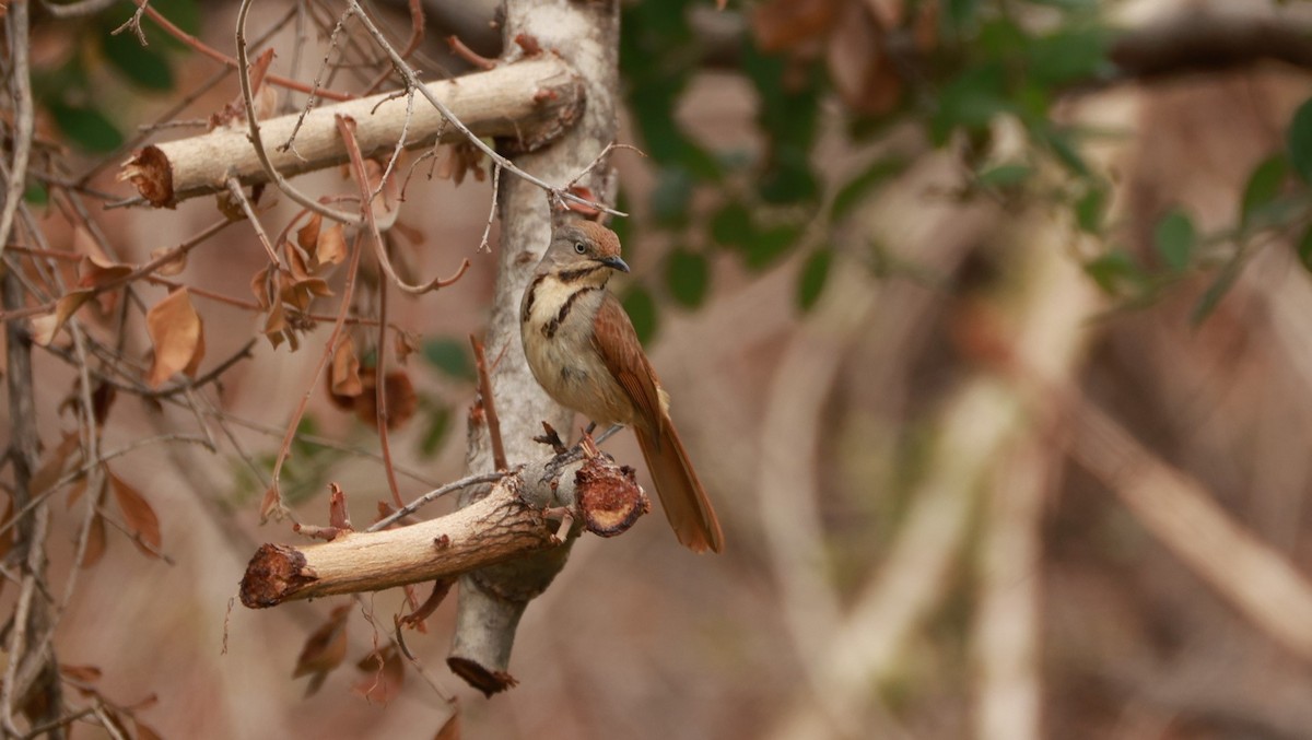Collared Palm-Thrush - ML646893632