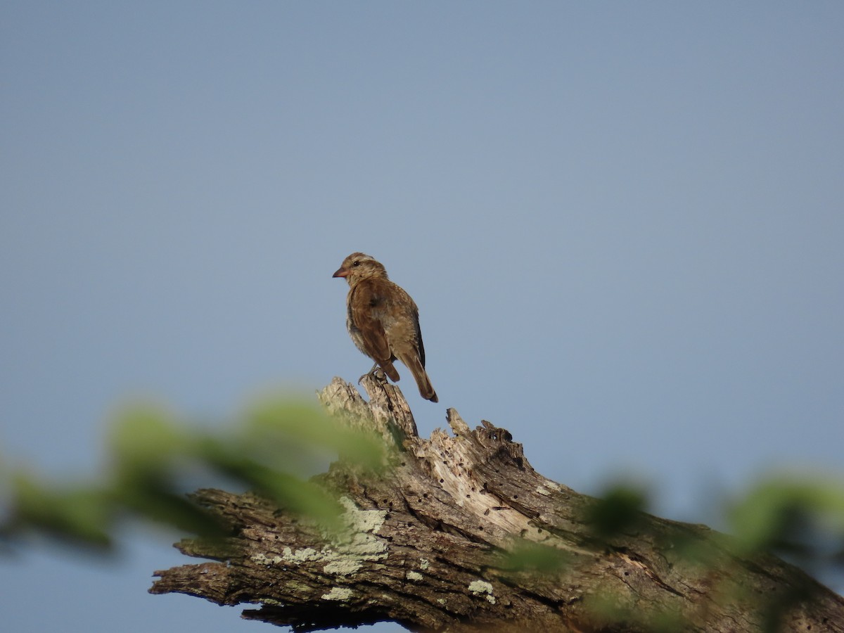 Yellow-throated Bush Sparrow - ML646893634