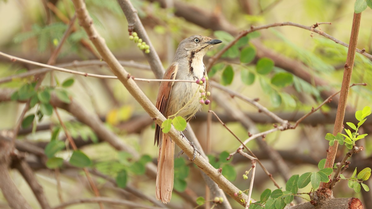 Collared Palm-Thrush - ML646893639