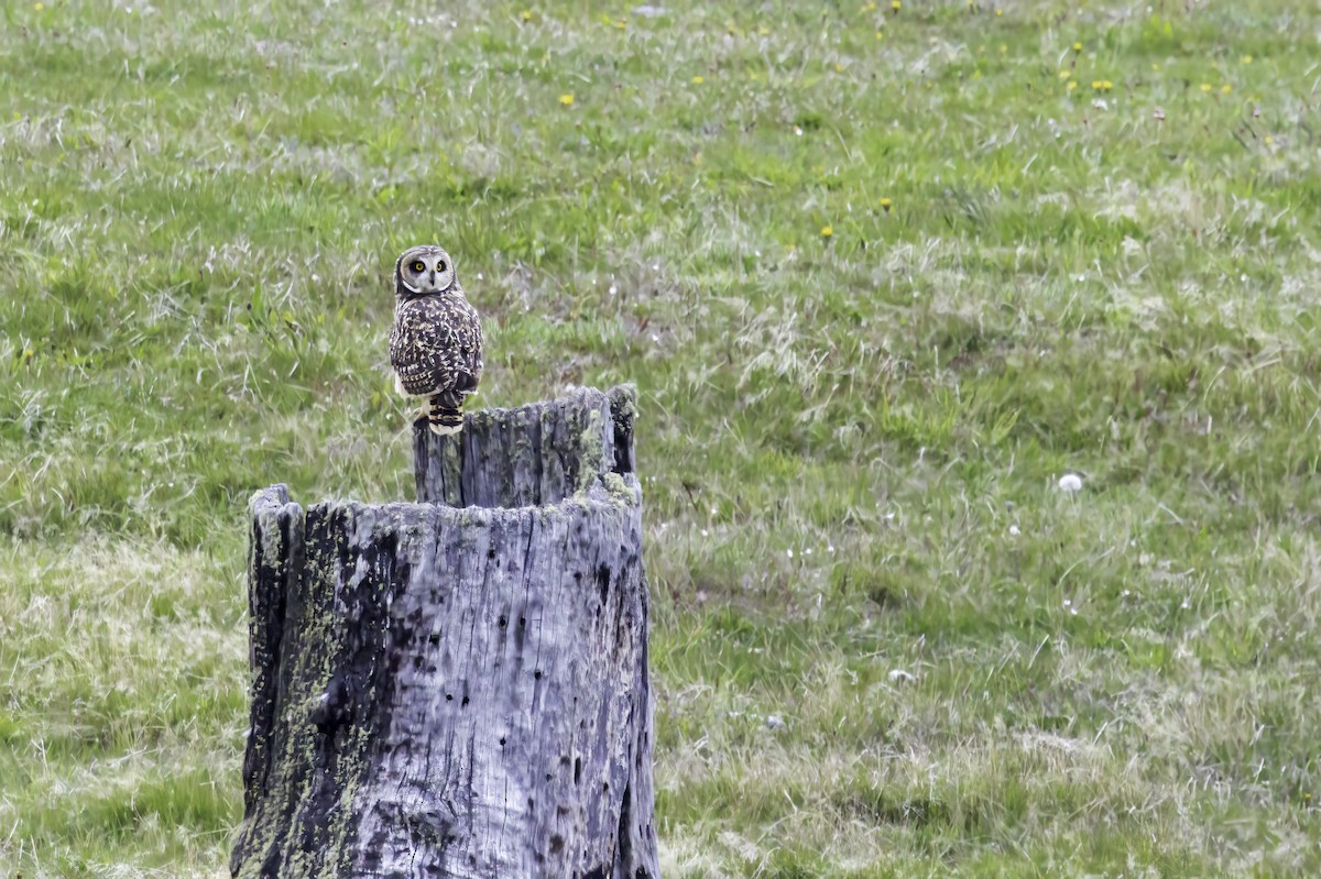 Zingira-hontza - ML646893649