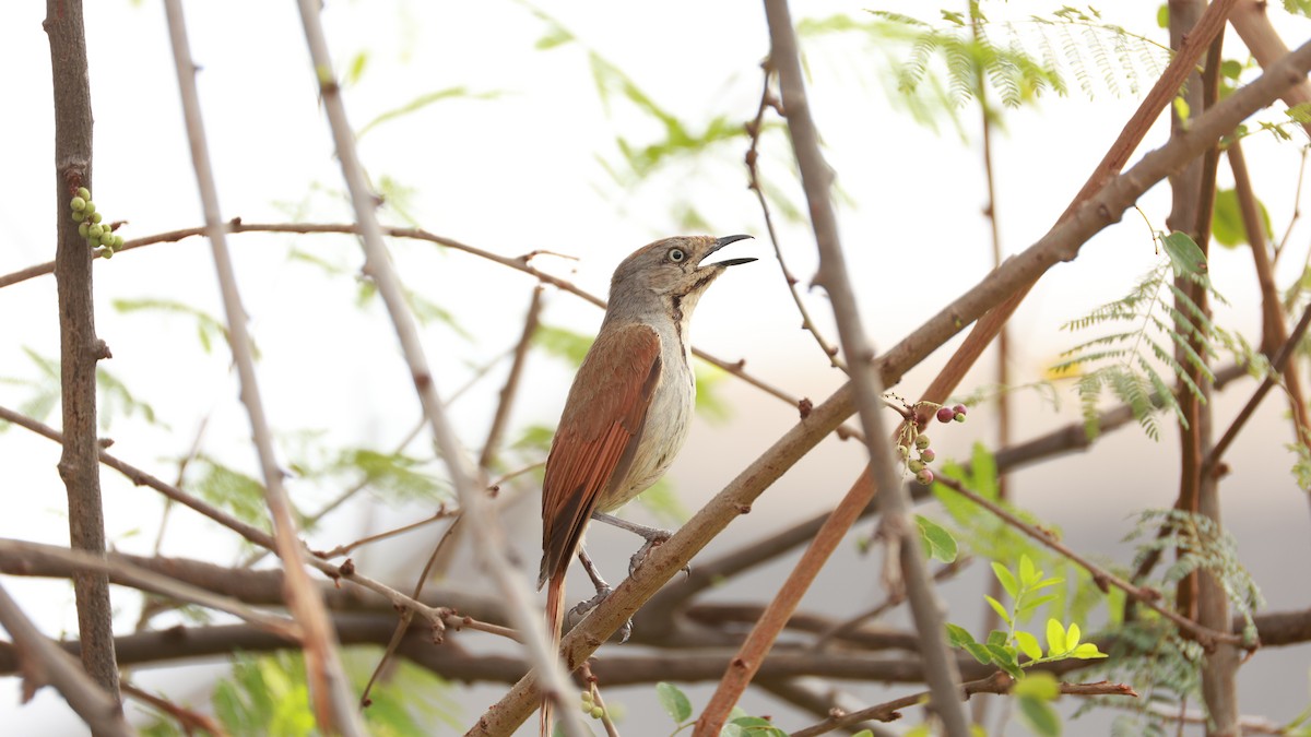 Collared Palm-Thrush - ML646893650