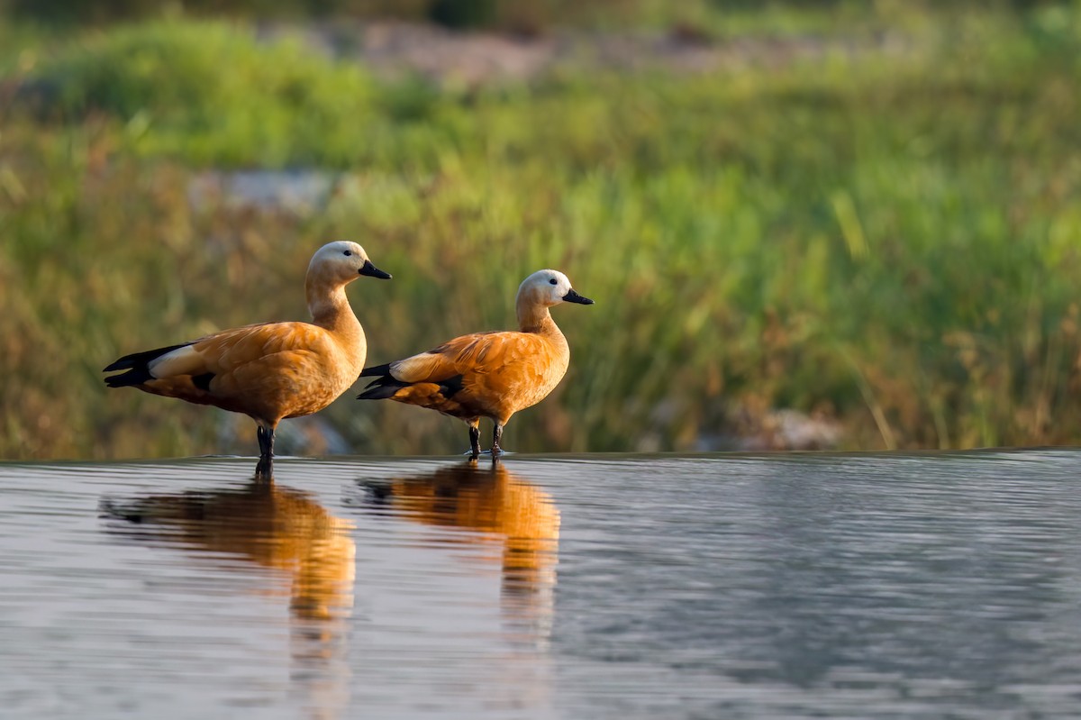 Ruddy Shelduck - ML646893651