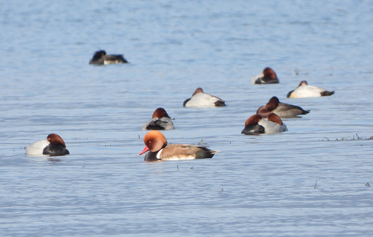 赤嘴潛鴨 - ML646893656