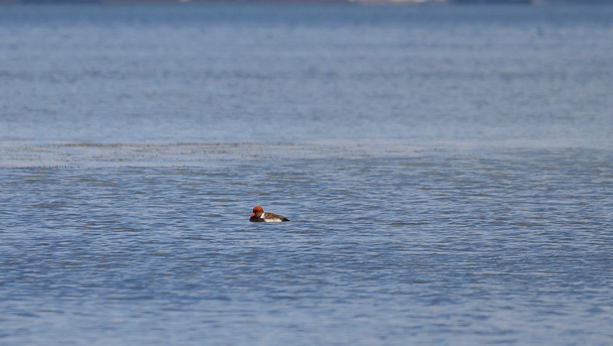 赤嘴潛鴨 - ML646893657