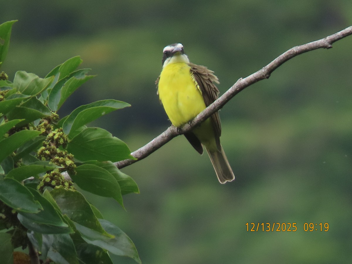 Пітанга-великодзьоб - ML646893658